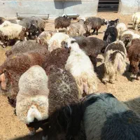بره سبک