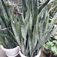 فروش محصولات خانگی|گل و گیاه طبیعی|لاهیجان, لاشیدان|دیوار