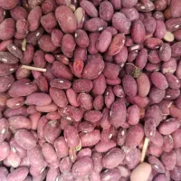 لوبیا قرمز تازه خرمنی