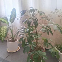 گل طبیعی شفلرا،  گل طبیعی دیفن|گل و گیاه طبیعی|کنگاور, |دیوار