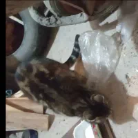 گربه گمشده|حیوانات|مشهد, توس فردوسی|دیوار