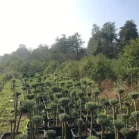 مورت سه کله|گل و گیاه طبیعی|عباس‌آباد, |دیوار