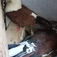 یه جفت کبوتر پرشی