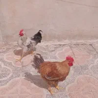 دو عدد خروس