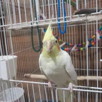 عروس هلندی نر