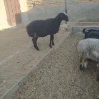 گوسفند|حیوانات مزرعه|رحمتآباد, |دیوار