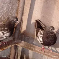 سینه سیاه کاکلی|پرنده|مشهد, سجادیه|دیوار