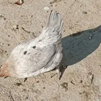 وار گلین|حیوانات مزرعه|بروجرد, |دیوار