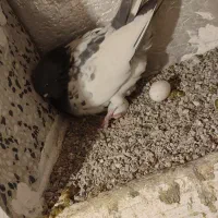 این دو کبوتر یه ماه گم شدن