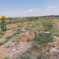 فروش ۷۰۰۰متر زمین کشاورزی و۵ساعت اب اول جاده کلات|فروش دفتر صنعتی، کشاورزی، تجاری|مشهد, کاظم آباد پنجشنبه|دیوار