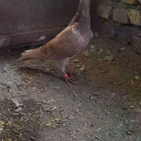 کبوتر گردن زردنامبر|پرنده|کنگاور, |دیوار