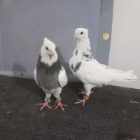 کبوتر طوقی|پرنده|قزوین, |دیوار