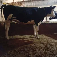 گاو تلیسه آبستن