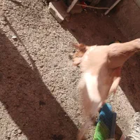 کبوتر|پرنده|قم, جمکران|دیوار