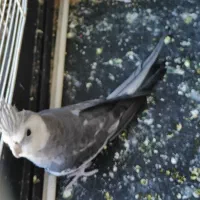 ایرپاد طرح عروس هلندی فوری فوری