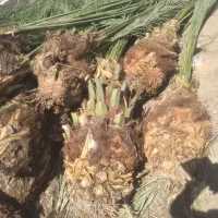 انواع پاچوش خرما و نهال مرکبات