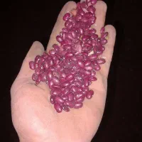 لوبیای قرمز|عمده‌فروشی|شاهنجرین, |دیوار