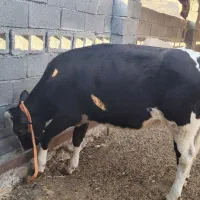 گوساله