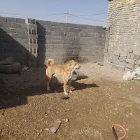 سگ گله|سگ|فرمهین, |دیوار