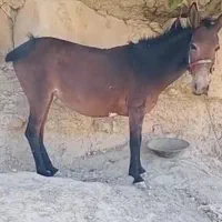 سلام فروش قاطرمادیون ۵ساله