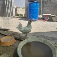 خروس|حیوانات مزرعه|اصفهان, ورزشگاه نقش جهان|دیوار