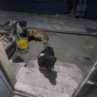 سلام این حیون گم شده