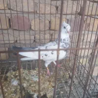 کبوتر گرفتنی