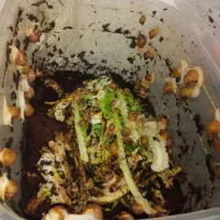 حلزون|خزنده|قم, شاه ابراهیم|دیوار