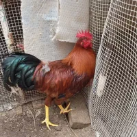 خروس رسمی وزن 2 کیلو 8ماهه سن دارد