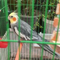 عروس هلندی نر