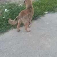 توله سرابی افغان