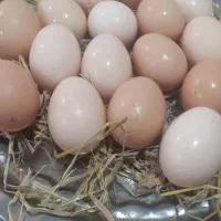 تخم مرغ محلی نطفه دار