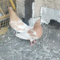 جفت کله ای|حیوانات|اهواز, کوی بشارت|دیوار