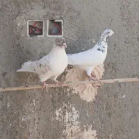 کفتر|پرنده|زارچ, |دیوار