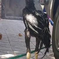 جوجه خروس  لاری افغان