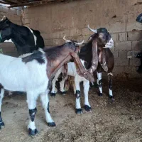 بز افغانی دوعدد نر هویزه