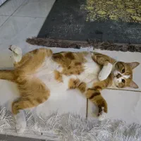 گربه دی اچ اس نارنجی گمشده