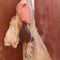گوشت بز و گوسفند