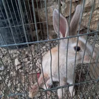 خرگوش