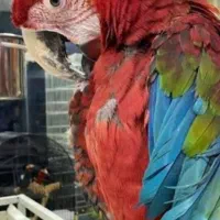 شاه طوطی نسل هندوستانی