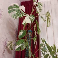 گلهای اپارتمانی|گل و گیاه طبیعی|پردیس, فاز ۱۱|دیوار