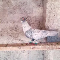 سینه سیاه|پرنده|اهواز, کوی فرهنگیان ۱|دیوار