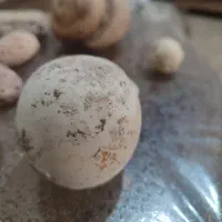 سنگ حلزونی|کلکسیون اشیاء عتیقه|شیراز, نصر|دیوار