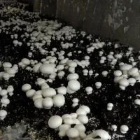 کارگر خانم کار دائم