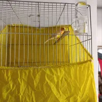 قناری نر مست