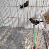 بنگالی پرستار