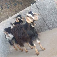 10راس بزغاله جهت نگهداری و قربانی|حیوانات مزرعه|کرج, حصارک پایین|دیوار