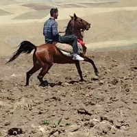 اسب نریان کرد یورقه