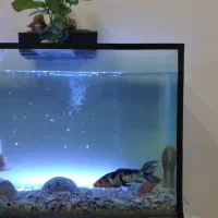 آکواریوم بزرگ همراه با ماهی و وسایل کامل