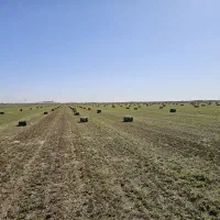 یونجه خشک خشک درجه یک|خدمات باغبانی و درختکاری|بوئین زهرا, |دیوار